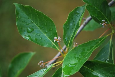 Nyssa sylvatica - tupela lesní - květenství s listy